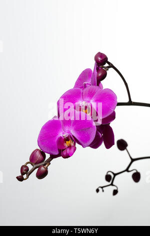 branch of purple orchids and buds on white background, free space for text Stock Photo