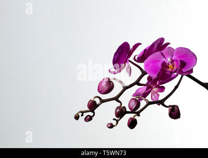 branch of purple orchids and buds on white background, free space for text Stock Photo
