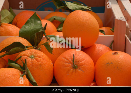 ripe and tasty oranges for sale, juicy oranges organically grown lie in wooden boxes on market Stock Photo