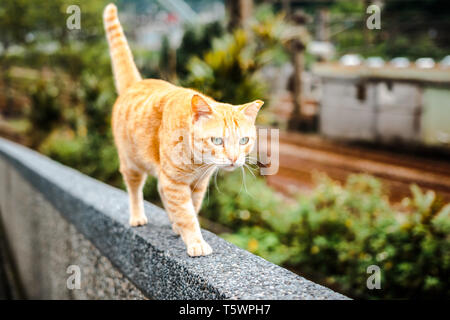 Portrait of Orange cat walking on a wall at Houtong Cat Village with Houtong Train Station and railway track in the background Stock Photo