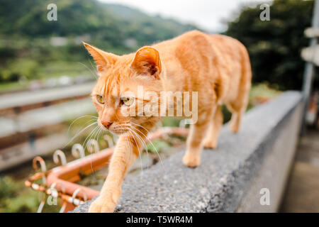 Portrait of Orange cat walking on a wall at Houtong Cat Village with Houtong Train Station and railway track in the background Stock Photo