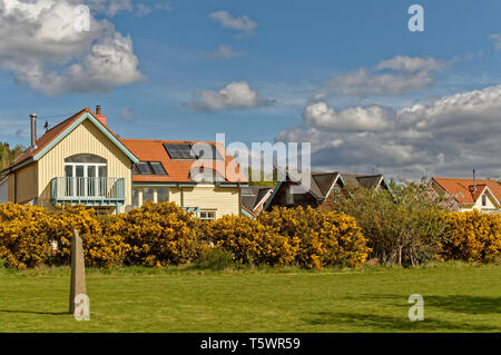 FINDHORN FOUNDATION ECO COMMUNITY  HOUSES AND YELLOW GORSE IN SPRING Stock Photo