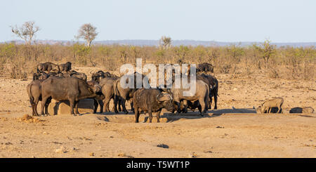 Cape Buffalo at a busy watering hole in Southern African savanna Stock Photo