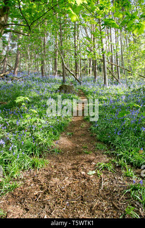 English common bluebells (Hyacinthoides non-scripta) in UK woodland, in dappled spring sunlight. Stock Photo