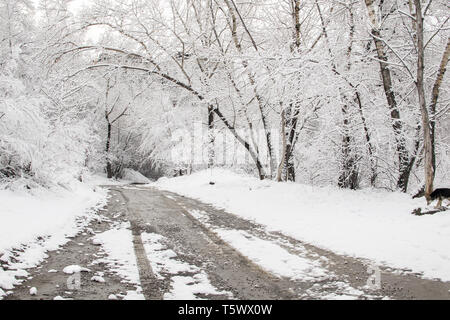 landscape of winter forest and road in the snow with traces of tires Stock Photo