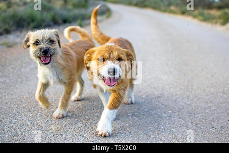 Two small cute stray dogs pet on the road look at you an chase you. Lost stray pets without an owner. Friendly dog lonely stray in Murcia street, Spain, 2019.