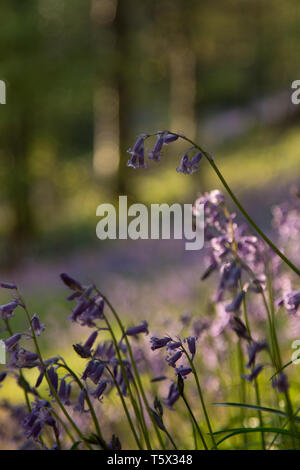 Bluebell woodland during golden hour in Kent, UK Stock Photo