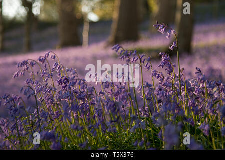 Carpet of Bluebells in Kent Woodland, UK and bumblebee Stock Photo