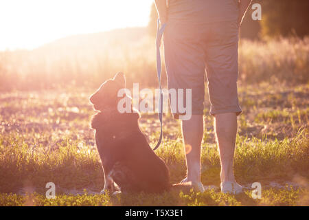 A man walking with a dog in the field at sunset. The man holding the dog on a leash Stock Photo