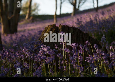 Bluebell Woodland in Kent, UK during golden hour Stock Photo