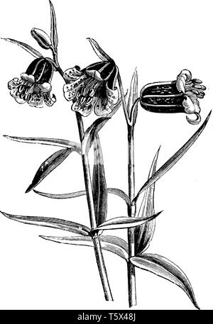 Picture of a flowering plant named Fritillaria Aurea, mouth of the flowers is downwards, the leaves are long and sharp, vintage line drawing or engrav Stock Vector