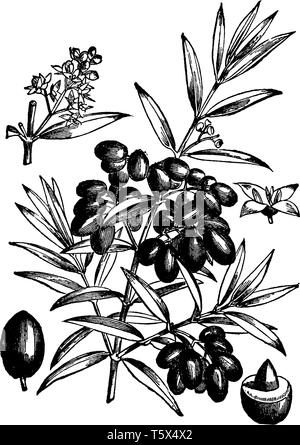 This picture belongs to the branches of the Olive tree, which has fruit engaged on it called Lupton, which is used for the production of olive oil, vi Stock Vector