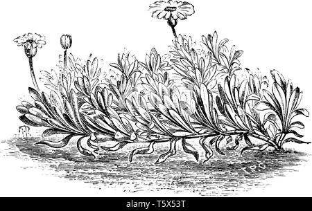 The plant of Othonopsis Chirifolia, which is laying downwards, its flowers are yellow and have gray leaves of gray, vintage line drawing or engraving  Stock Vector