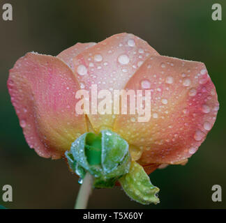 Julia Rose Wet Stock Photo