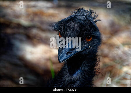 Close-up of the head of an evil-looking emu Stock Photo