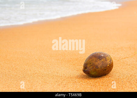 Coconut on beach in unawatuna coastline, sri lanka Stock Photo