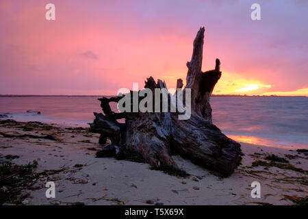 Driftwood on the shore of Lake King, Metung in the pink and purple light of sunset Stock Photo