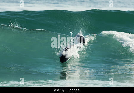 Commerson's dolphins diving in blue water, Falkland Islands. Stock Photo