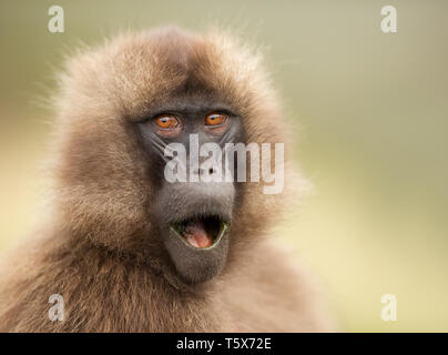 Close up of a surprised female Gelada monkey, Simien mountains, Ethiopia. Stock Photo