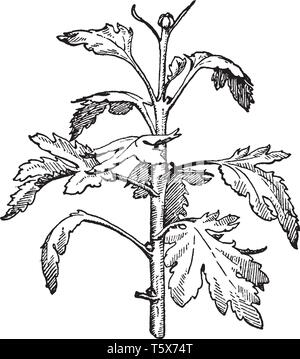 A main, upper, or apical bud on a stem or branch; especially the first flower bud to form on a chrysanthemum plant or, if the first is removed, the se Stock Vector