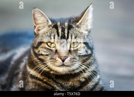 Close up of a tabby cat lying in the garden Stock Photo