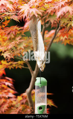 Close-up of a Grey Squirrel eating from a bird feeder on a colorful Japanese Maple tree. Stock Photo