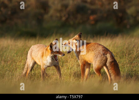 Close up of two Red fox (Vulpes vulpes) cubs play-fighting in the meadow. Stock Photo
