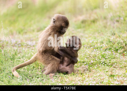 Close up of playful baby Gelada monkeys, Simien mountains, Ethiopia. Stock Photo