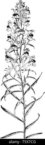 A picture is showing Toad Flax, it also known as Linaria vulgaris. It belongs to Figwort family, Scrophulariaceae. It is a perennial plant. It flowers Stock Vector