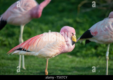 James's Flamingo (Captive) Stock Photo