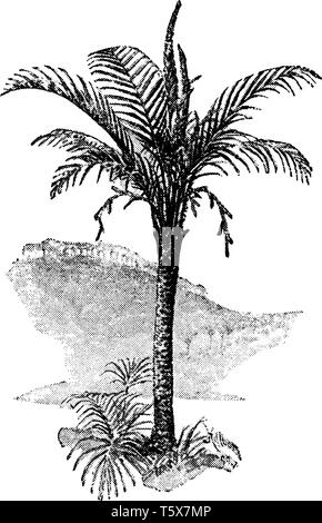 This picture is showing the Sago Palm (Metroxylon Sagu). It is a tree in the family tree of palms, vintage line drawing or engraving illustration. Stock Vector