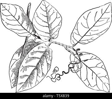 Front part of the Cobaea Scandens twig, chain link fence in one season Climbs by tendrils borne at the ends of its leaves, vintage line drawing or eng Stock Vector