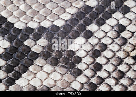 Natural python leather, skin texture for background. Stock Photo by  ©tawanlubfah 89909158