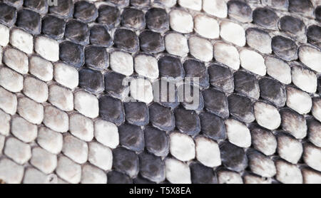 Structure natural snake skin pattern. Piton skin background. Python skin texture background. The texture of genuine leather snake skin. Snake texture  Stock Photo