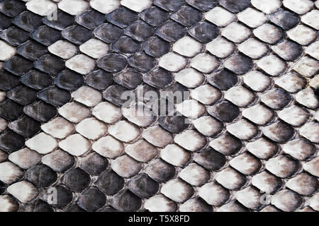 Structure natural snake skin pattern. Piton skin background. Python skin texture background. The texture of genuine leather snake skin. Snake texture  Stock Photo