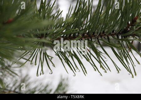 Water droplets on pine needles in a snowy winter scenery. Stock Photo