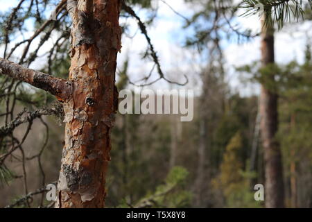 A slender pine trunk with a pine forest and a blue sky in the background. Stock Photo