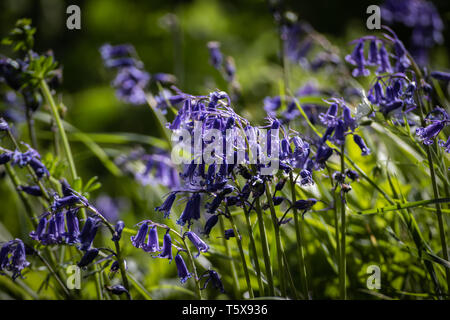 Sunlight hitting bluebell flowers Stock Photo