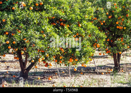 Trees in a set with oranges tree, Valencia region, Spain Europe Stock Photo