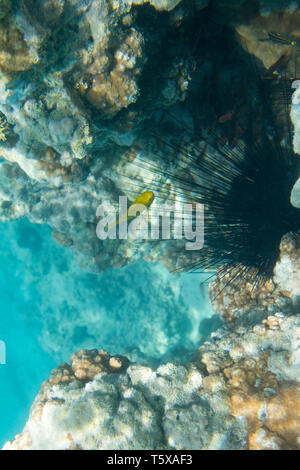 Long spine sea urchin. Diadema setosum. Underwater life of Red sea in Egypt. Saltwater fishes and coral colony reef. Sunlight in deep blue water Stock Photo