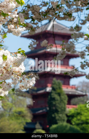 Japanese Tower or Pagoda in the grounds of the Castle of Laeken, the home in Brussels of the Belgian royal family. Cherry blossom in foreground. Stock Photo