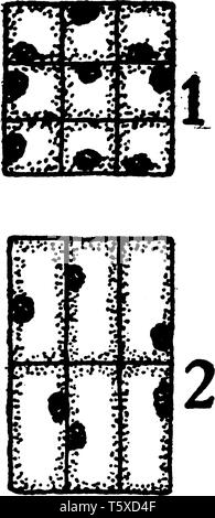 A picture showing the development stage of Bast fiber. 1 and 2, cross-sectional and longitudinal sections of primary meristematic cells that will beco Stock Vector