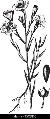 A picture is showing Flax, it also known as Linseed. It belongs to Linaceae family. This is an ornamental plant. This is a small flax plant and also s Stock Vector