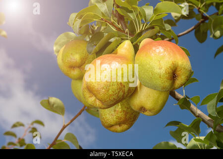 bunch of yellow ripe pears on branch with leaves in the rays of the sun. Copy space