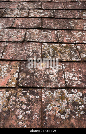 Lichen on the roof of a fishermans cottage, Niarbyl Bay, Isle of Man, UK Stock Photo