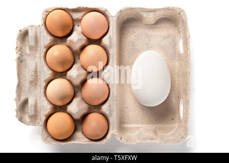 top view giant size goose egg and small chicken eggs in a package concept of size comparison Stock Photo