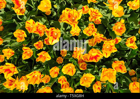 Yellow-red tulips shot from above, Keukenhof Gardens in Lisse, Netherlands Stock Photo