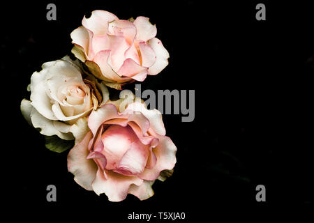 the three roses streaked with red on a black background Stock Photo