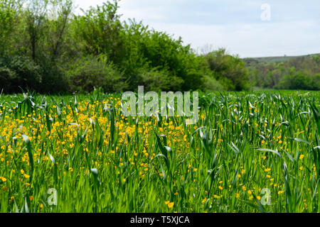 Fresh green grass with yellow small flowers against a blue sky with white clouds. Stock Photo