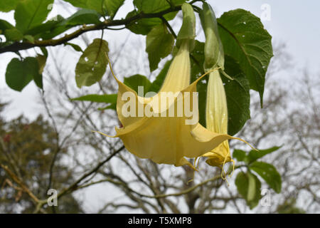 Vine with a gorgeous yellow trumpet flower blossom blooming. Stock Photo